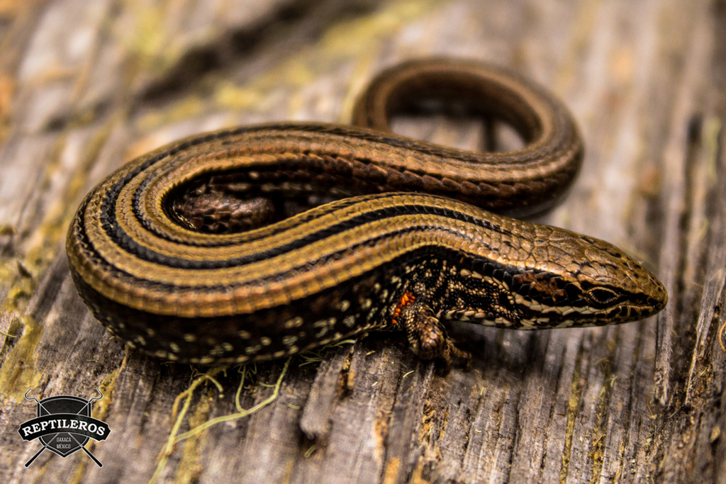 Dwarf Alligator Lizard