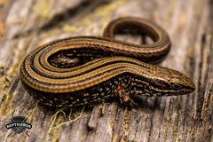 Dwarf Alligator Lizard photo 1