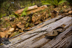 Dwarf Alligator Lizard photo 4