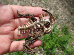 Bufo verrucosissimus