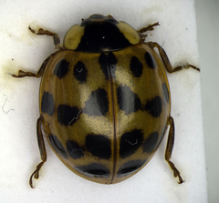 Harmonia axyridis