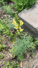 Linaria vulgaris