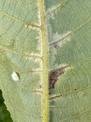 Pseudomicrostroma juglandis