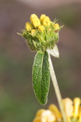 Phlomis cypria