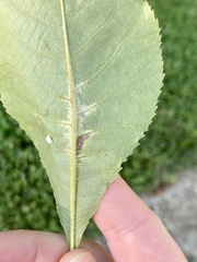 Pseudomicrostroma juglandis