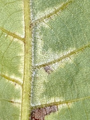 Pseudomicrostroma juglandis
