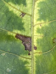 Pseudomicrostroma juglandis