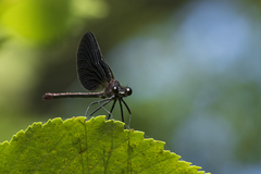 Calopteryx haemorrhoidalis