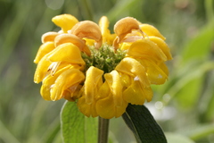 Phlomis cypria