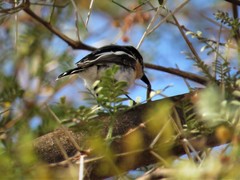 Batis pririt affinis