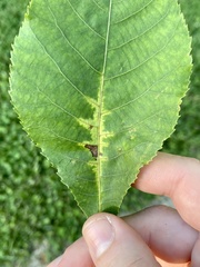 Pseudomicrostroma juglandis