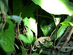 Rieppeleon kerstenii