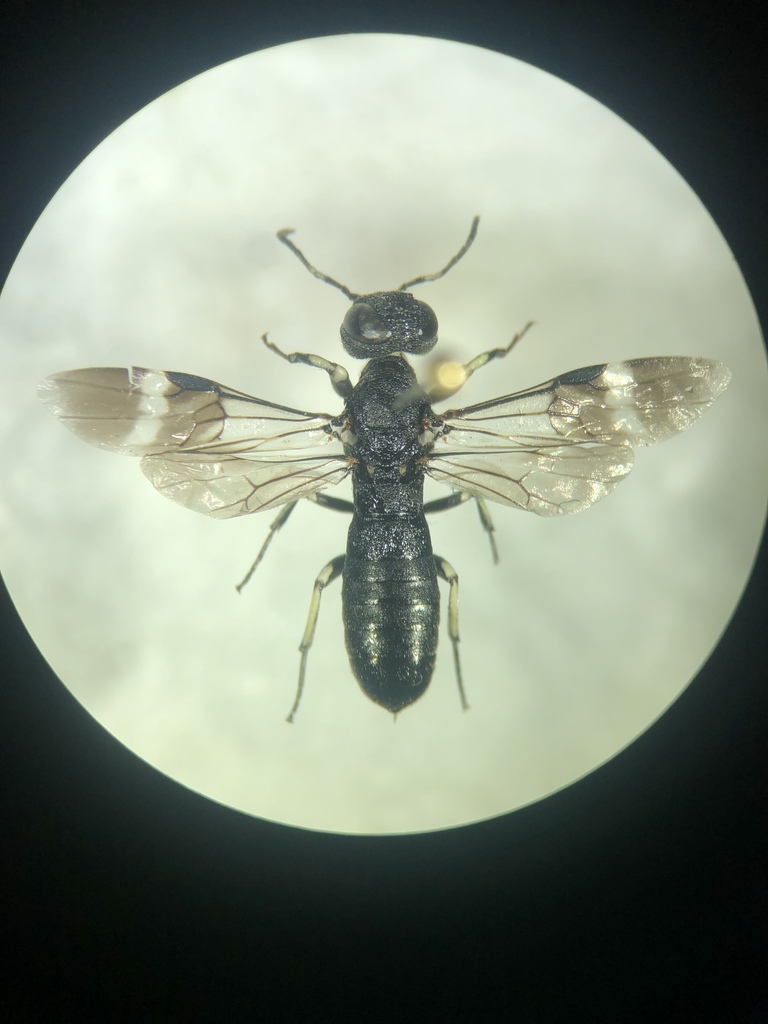 Orussus unicolor