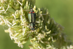 Malachius lusitanicus