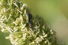 Malachius lusitanicus