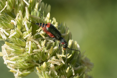 Malachius lusitanicus