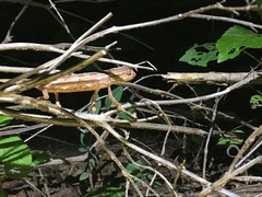 Rieppeleon kerstenii