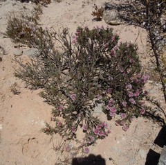 Limonium capense