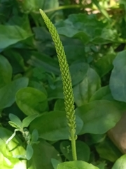Plantago