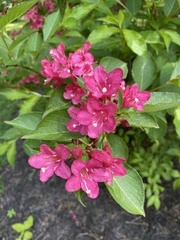 Weigela floribunda