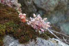 Sedum mucizonia