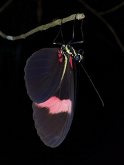 Heliconius erato hydara