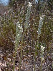 Ornithogalum conicum