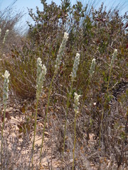 Ornithogalum conicum