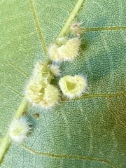 Caryomyia holotricha