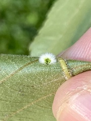 Caryomyia holotricha