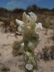 Ornithogalum conicum