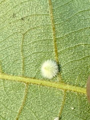 Caryomyia holotricha