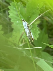 Catoptria permutatellus