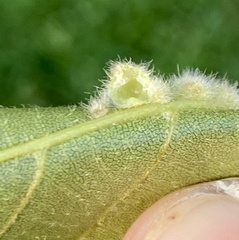 Caryomyia holotricha