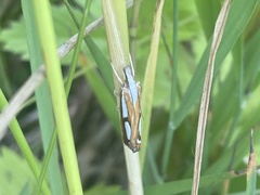 Catoptria permutatellus