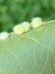 Caryomyia holotricha