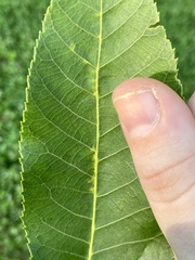 Caryomyia holotricha