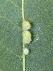 Caryomyia holotricha