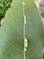 Caryomyia holotricha