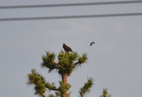 photo of Red-tailed Hawk (Buteo jamaicensis)