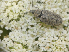 Mycterus curculioides