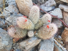 Mammillaria albicans