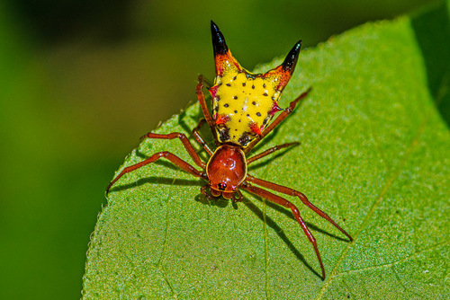 Arrow-shaped Orbweaver