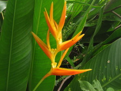 Heliconia × nickeriensis
