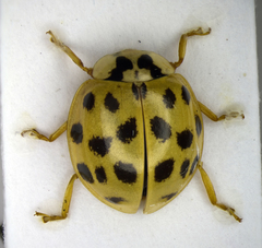 Harmonia axyridis