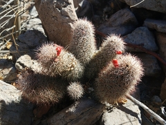 Mammillaria albicans