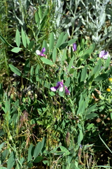 Lathyrus eucosmus