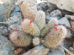 Mammillaria albicans