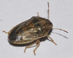 Neottiglossa bifida