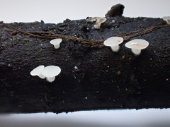 Hymenoscyphus imberbis